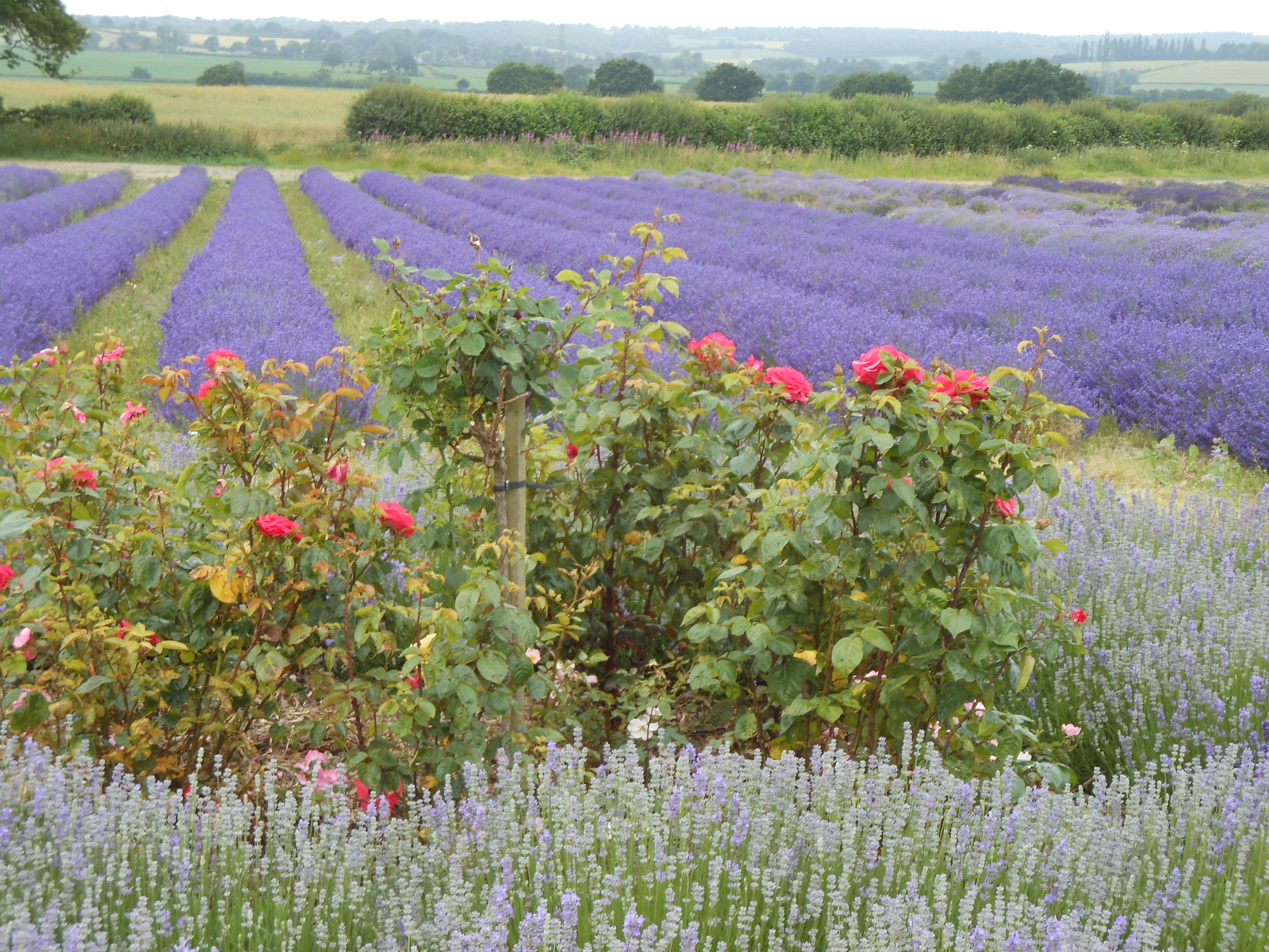 Well Dressings Bakewell